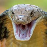 Jalandhar News Snake became the enemy of the family