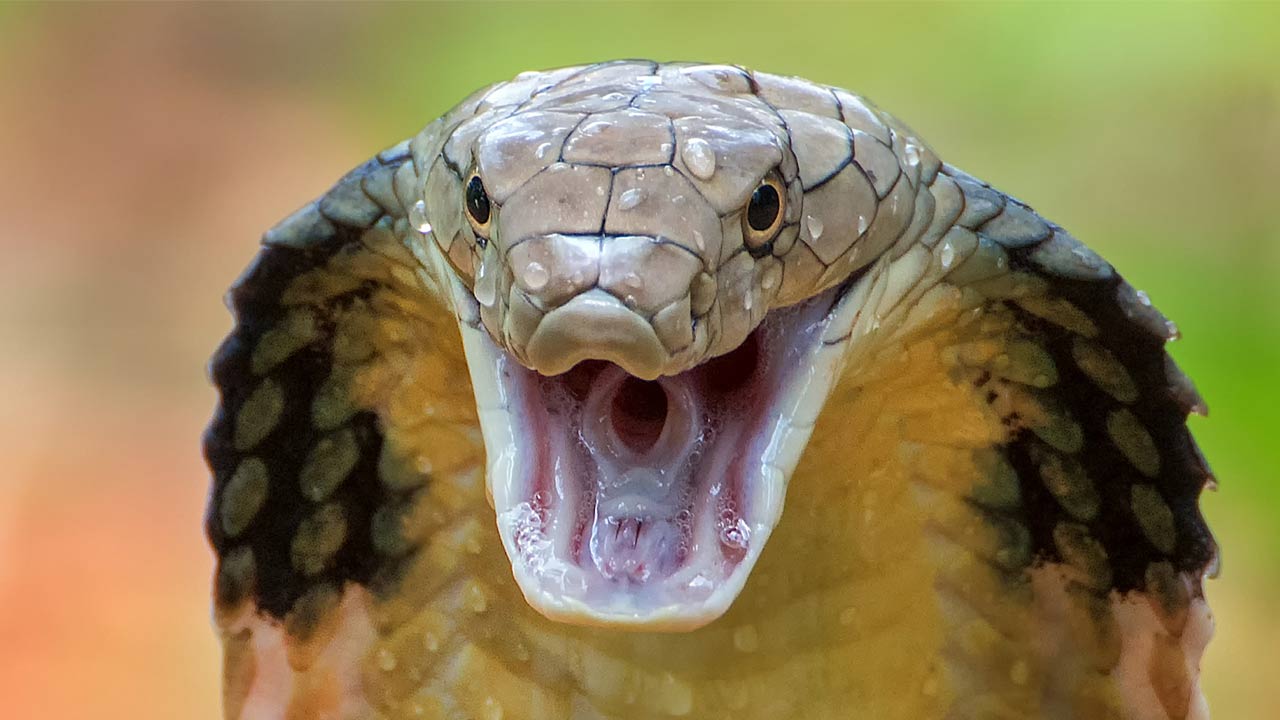 Jalandhar News Snake became the enemy of the family