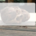 Human skull found near temple in Punjab